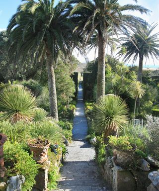 A garden path in between two flower beds full of large green plants and palm trees