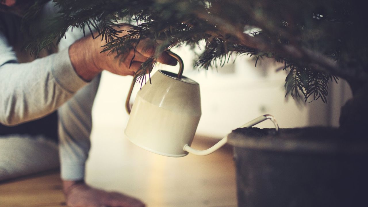 Hands watering a Christmas tree with a white watering can