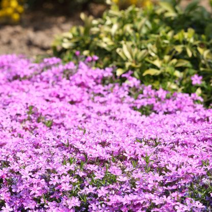 Phlox ground cover plants in full sun