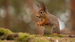 red squirrel in woodland