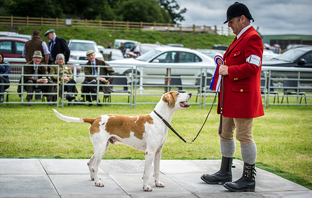 Ullswater Stormer 10 takes the doghound championship in the Fell hound classes
