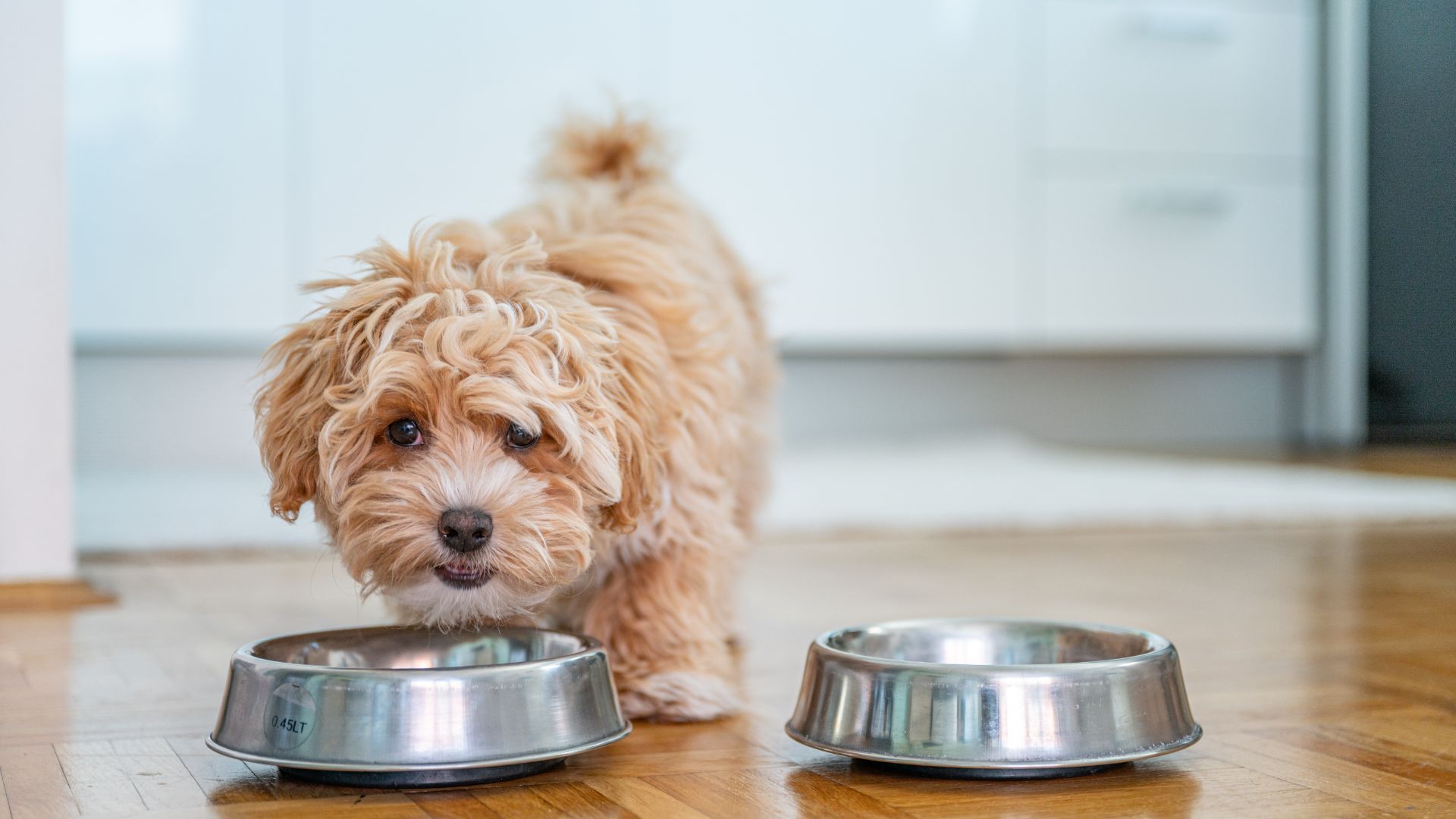 Maltipoo eating from a bowl