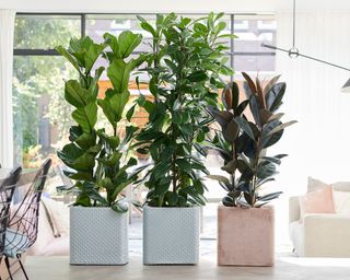 potted ficus in a modern living room