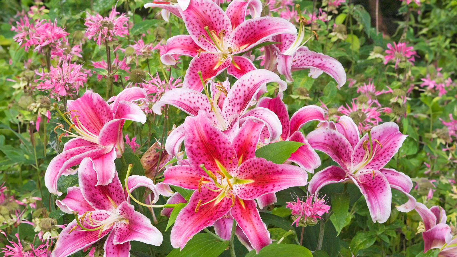 Pink and white &#039;Stargazer&#039; Lilies in the garden