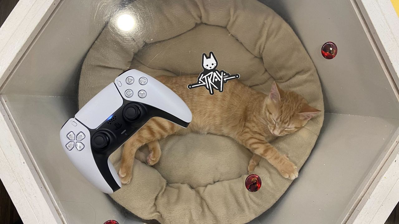Stray Cat Cafe