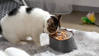 Cat eating out of slow feeder bowl