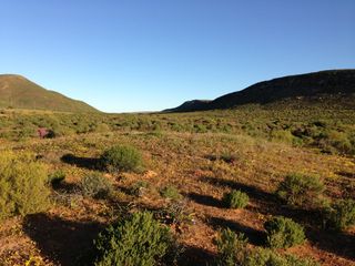 Here, mimalike mounds formed from heuweltjie soils in Clanwilliam, South Africa.