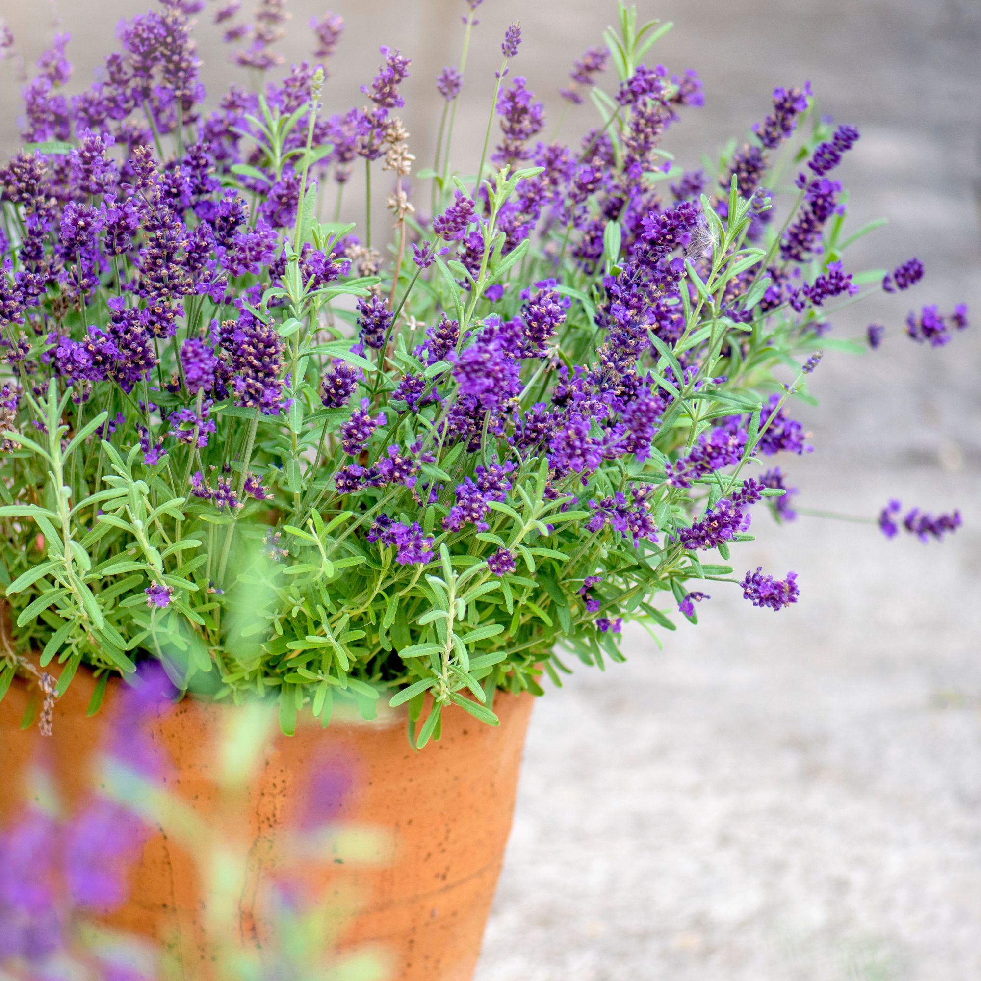 lavender fragrant plant