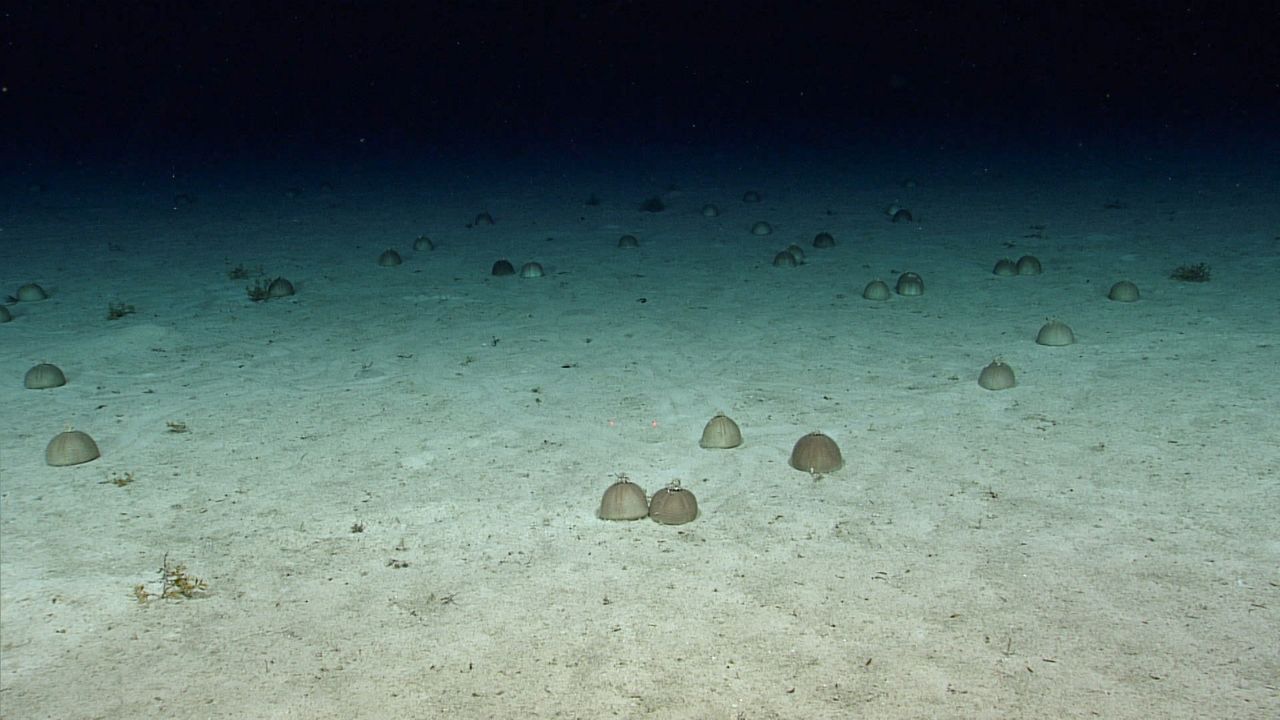 A congregation of around 30 sea anemones that scientists believe is a large reproductive group.