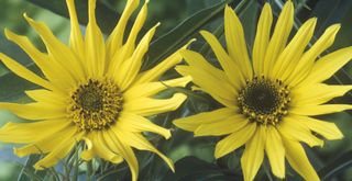 Helianthus maximiliani variety sunflowers