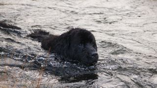 Newfoundland dog swimming