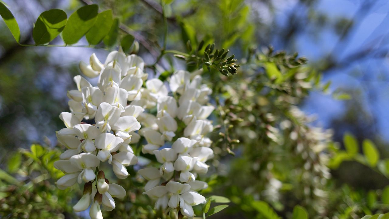 The white flowers of the black locust tree, or Robinia, in a sunny border