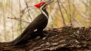 Pileated woodpecker