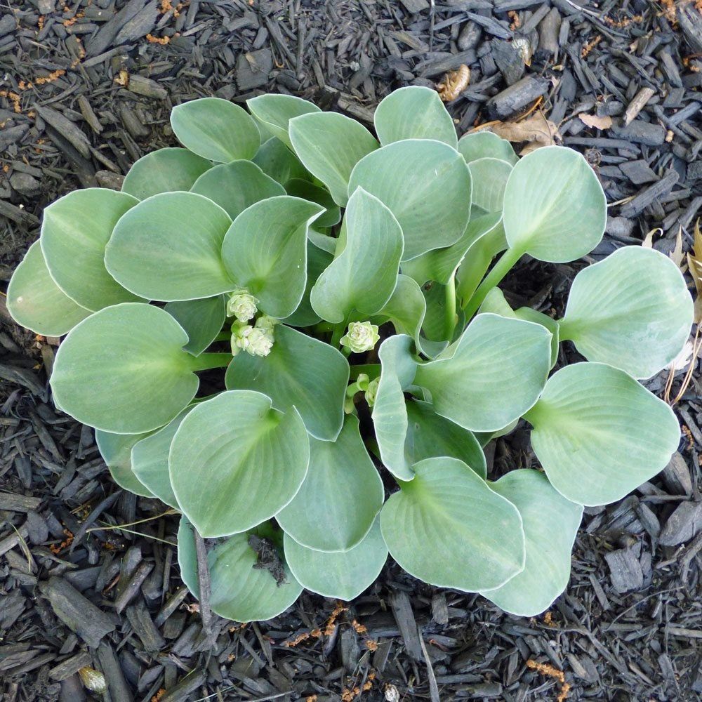 mouse ear hosta