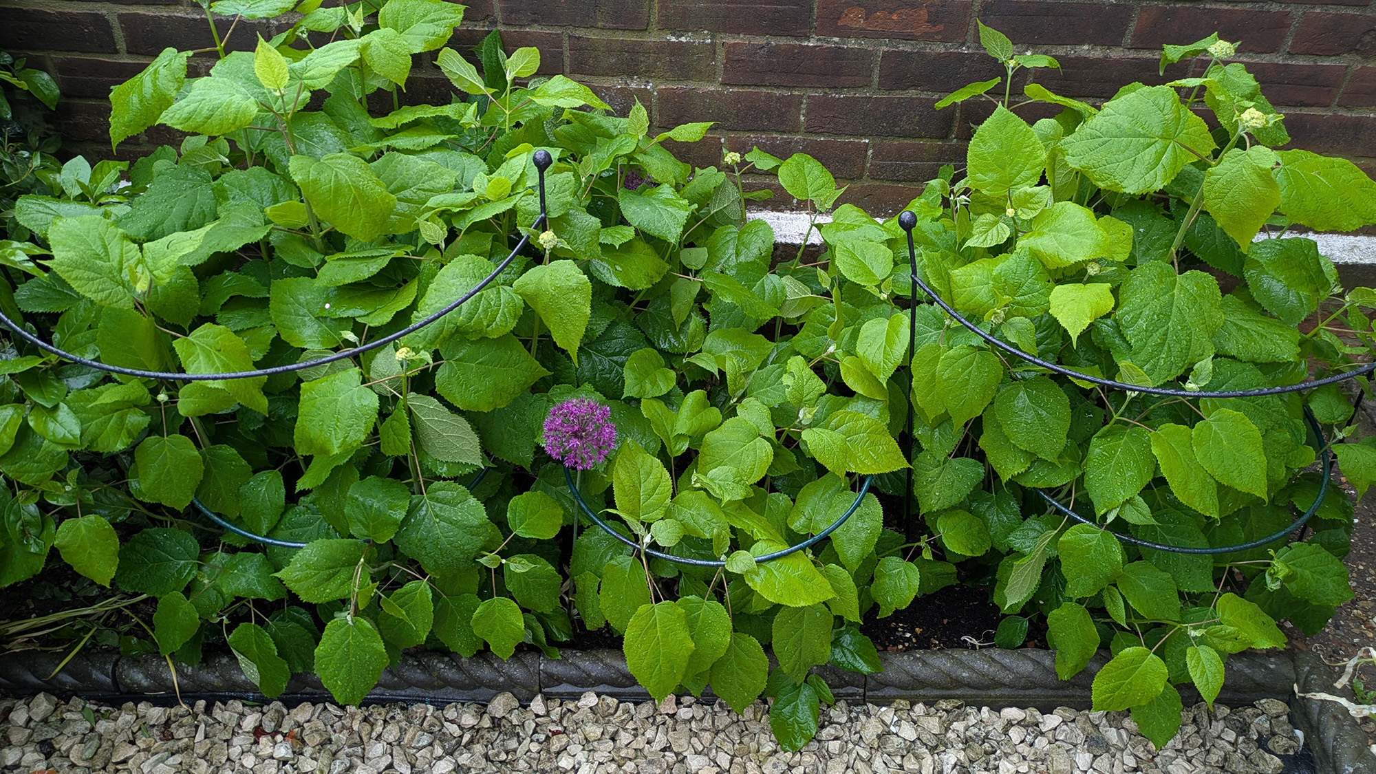 Hydrangea cutting