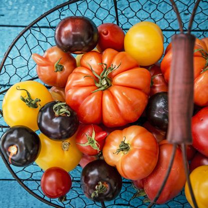 Variety of heirloom tomatoes, freshly harvested in basket