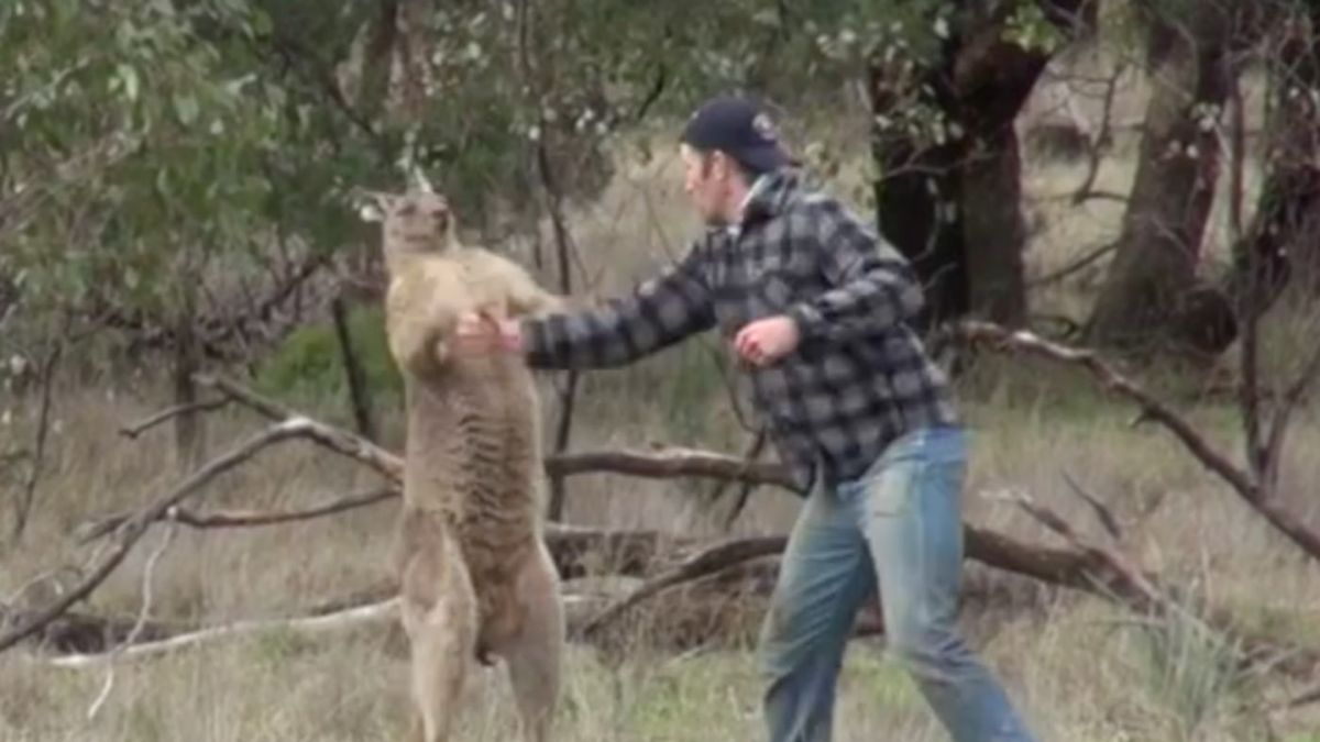 Man punches kangaroo to save dog from headlock The Week