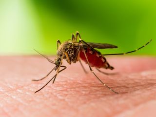A closeup of a Culex mosquito biting a human.