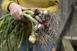 freshly picked onion bulbs held by a woman