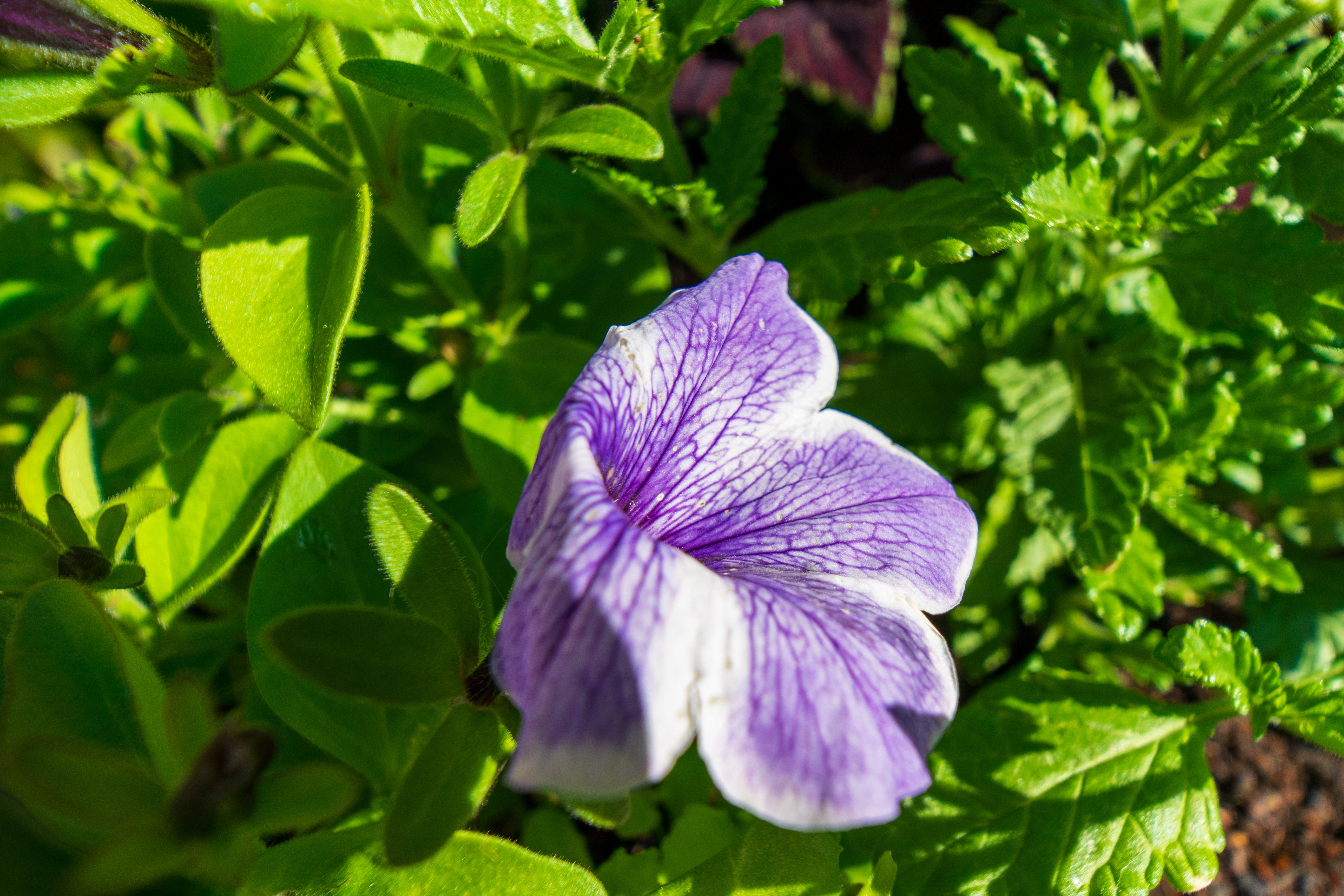 Laowa 15mm f/4.5 0.5x Macro example shot