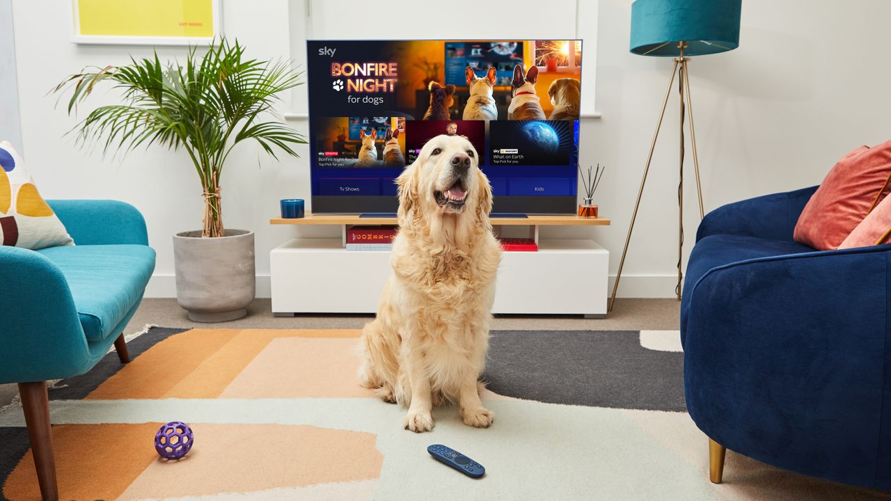 A dog sat in front of Sky&#039;s Bonfire Night coverage