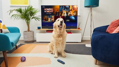 A dog sat in front of Sky&#039;s Bonfire Night coverage