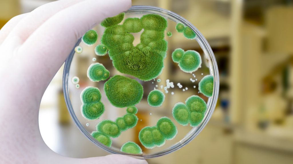 gloved hand holding petri dish containing Penicillium mold