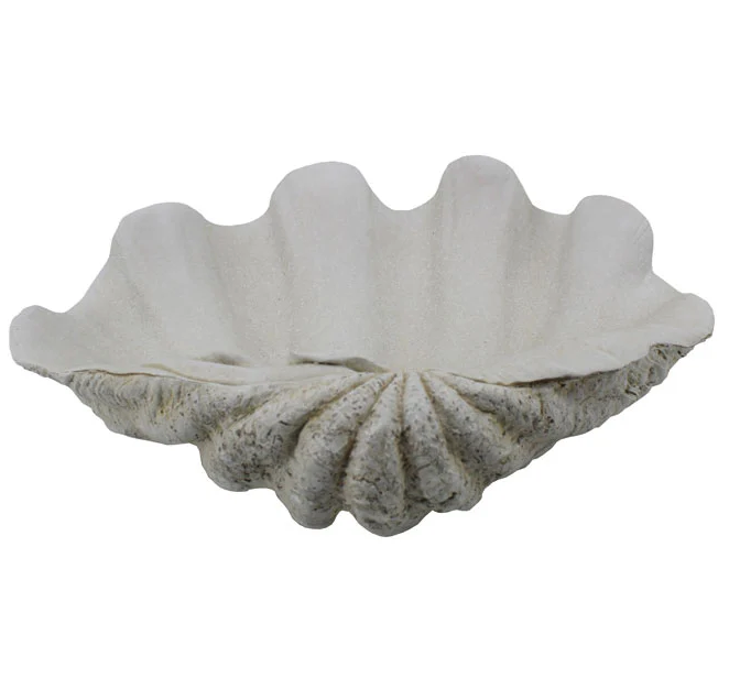Large White Clam Shell Display Dish