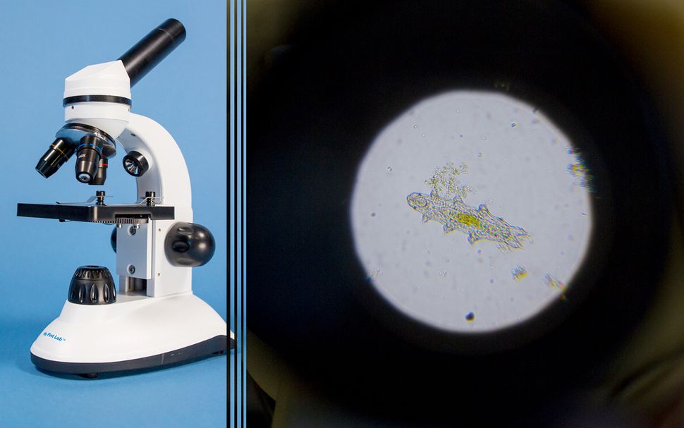 Yes, You Can See Tardigrades with a Cheap Optical Microscope | Live Science