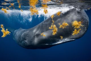 A sperm whale framed by sea kelp