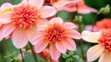 best fall containers: dahlia totally tangerine flowering in autumn display