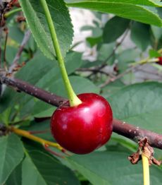 Close Up Of A Red Cherry On A Tree