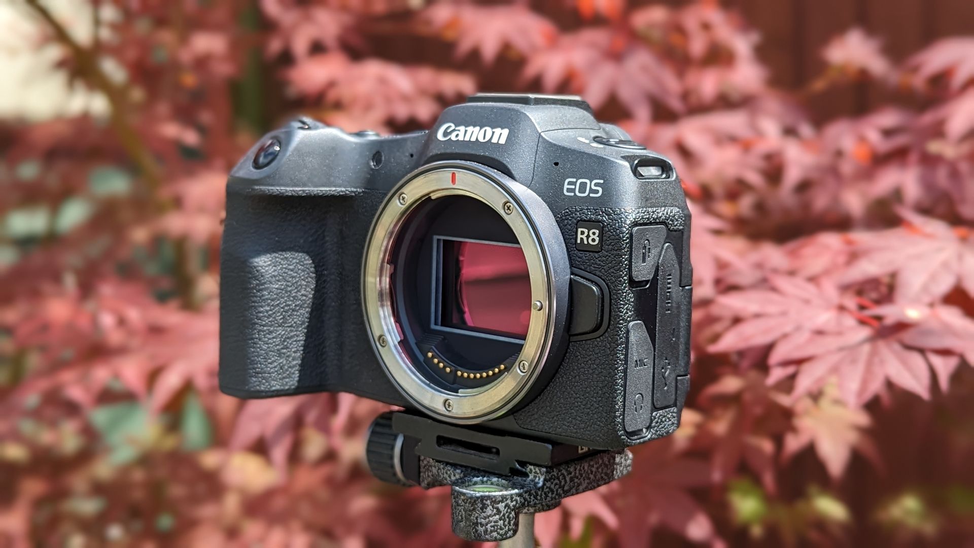 side view of the Canon EOS R8