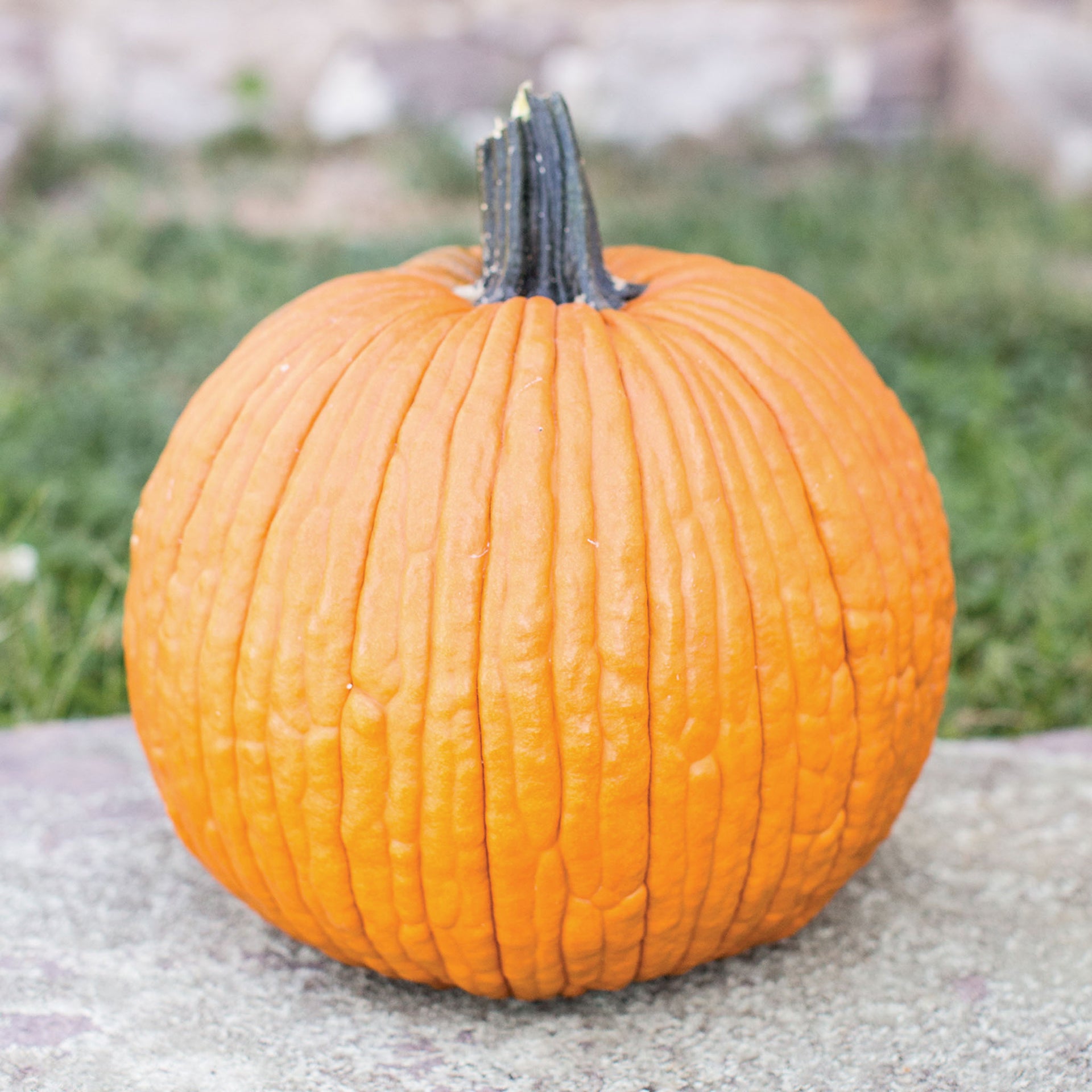 Mrs. Wrinkles Pumpkin - 10 Seeds