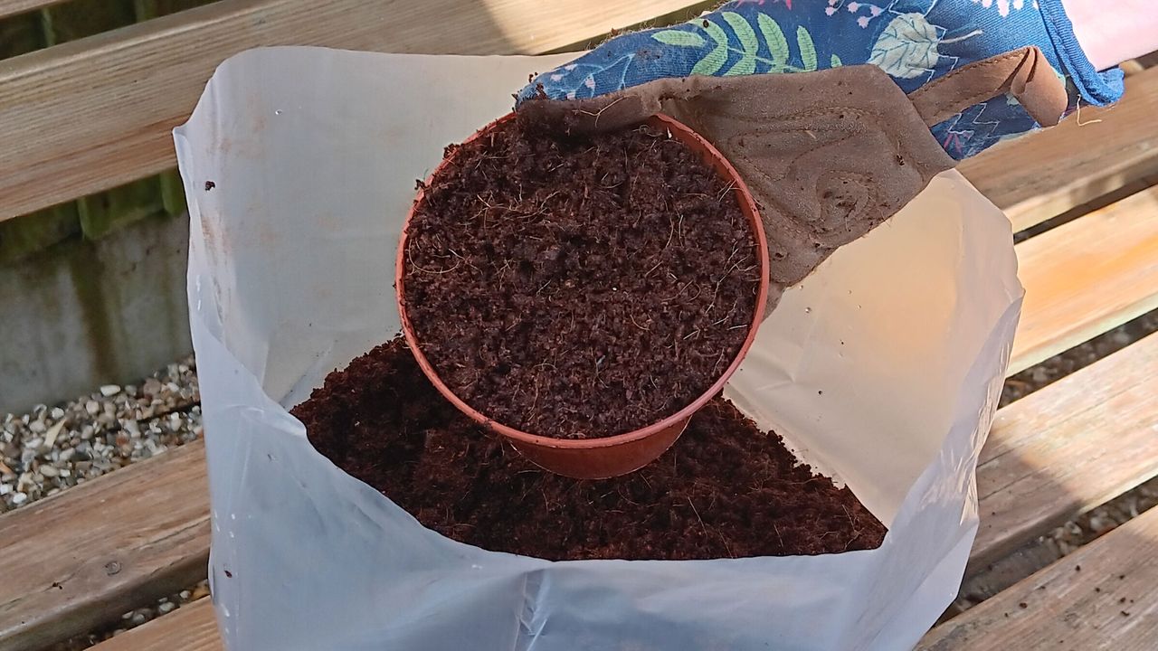 Filling pot with coir compost