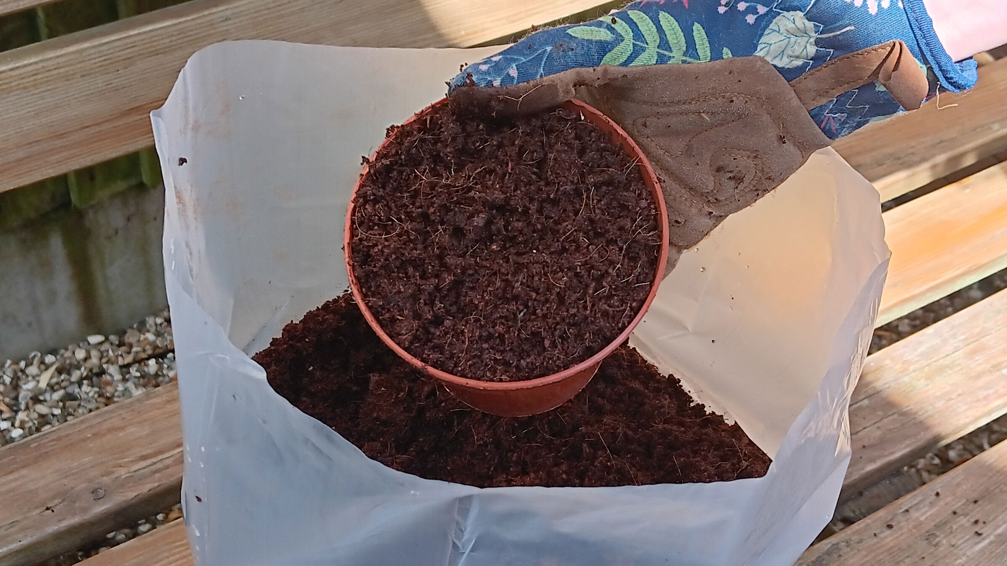 Fill pot with coconut soil