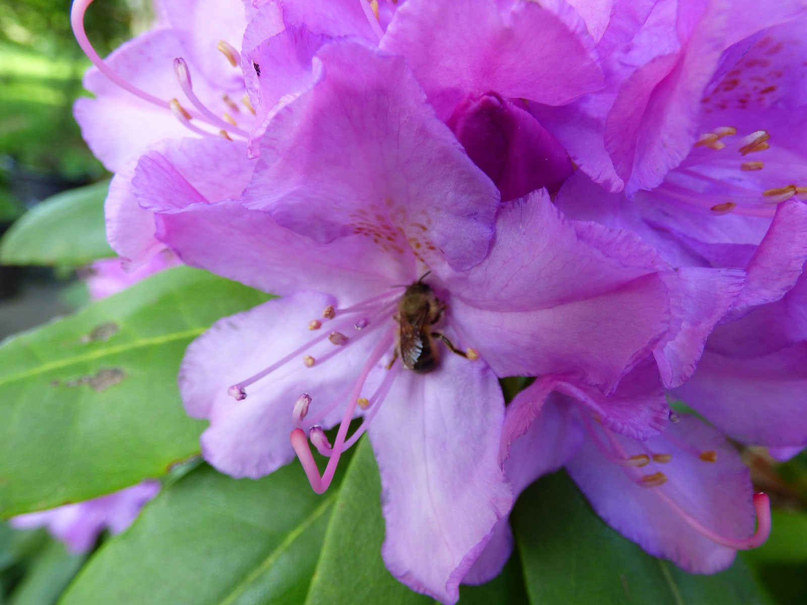 Poisonous Honey – Can Bees Make Honey From Toxic Plants