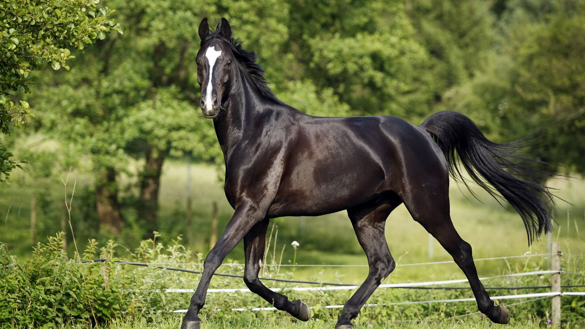 black horse trotting