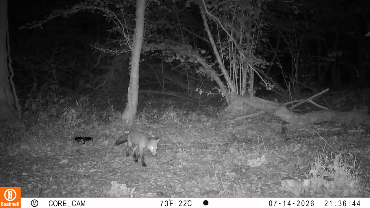 Sample images from the Bushnell Core S-4K No Glow trail camera