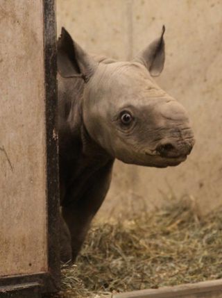 black-rhino-calf-1-110125-02