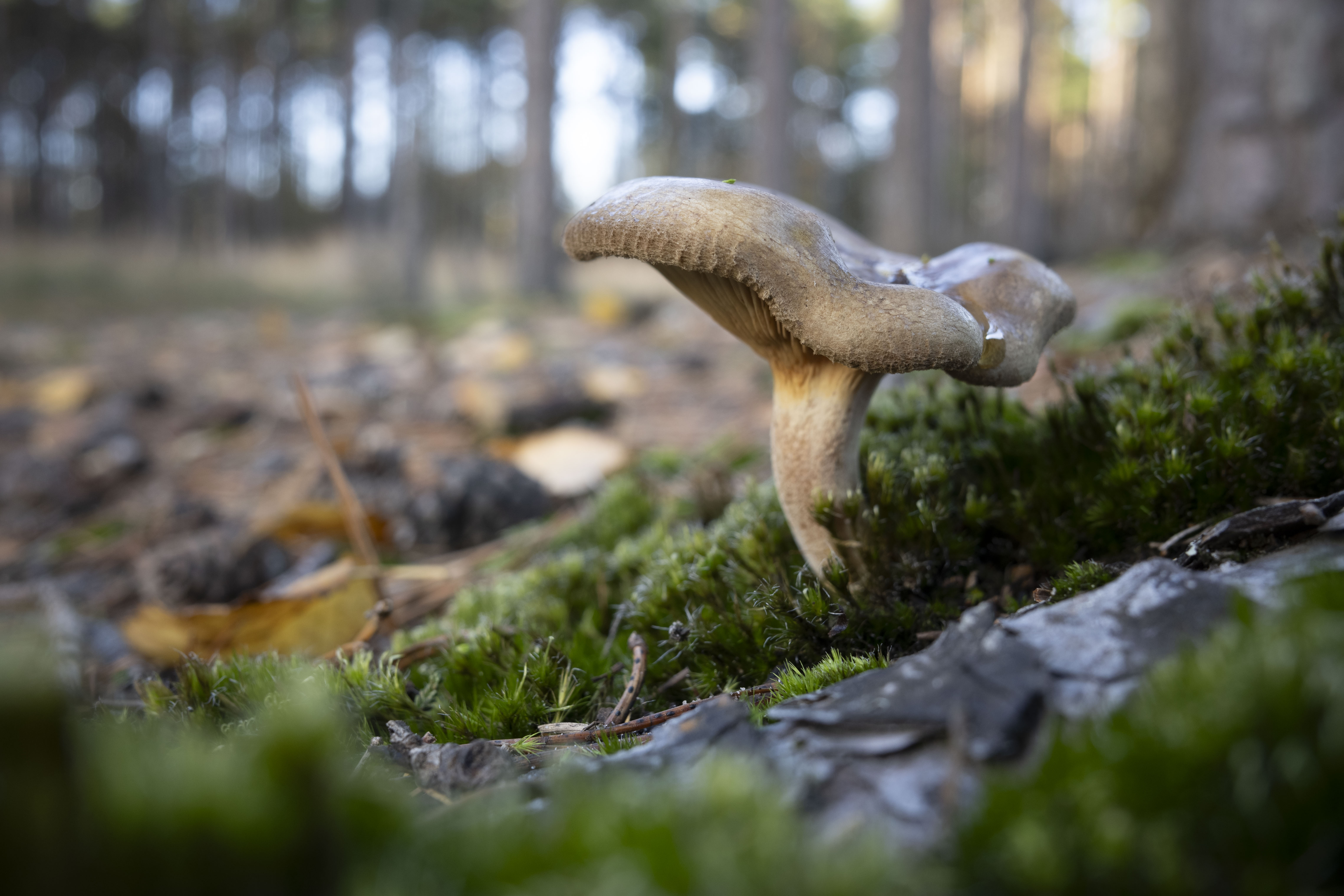 Ricoh GR IV sample images - closeup of a mushroom from the ground level