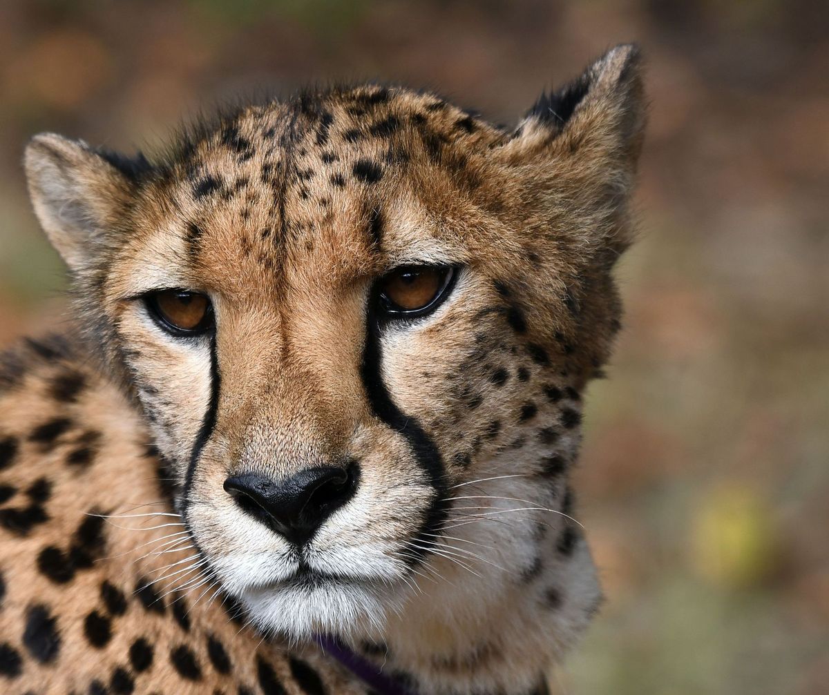 GuruShots - Animal Kingdom