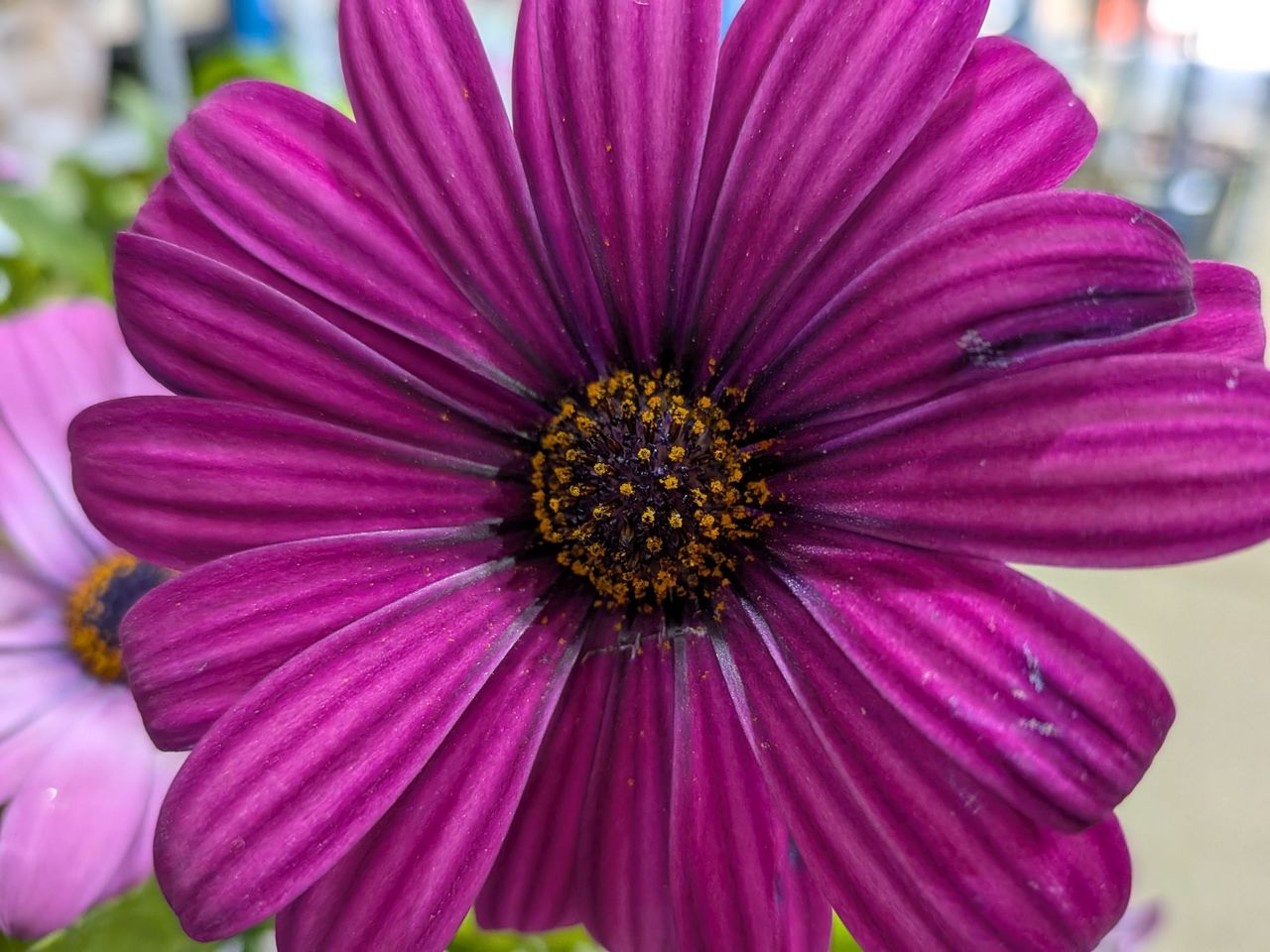 Google Pixel 9a macro sample.