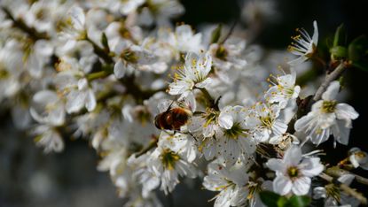 flowering hedge plant – hawthorn