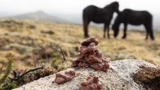 Pony-plop-3.jpg