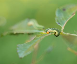 Sawfly larvae feeding on a rose leaf