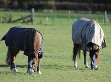 Two horses turned out together in protective boots. one headcollared. sunny winter day.