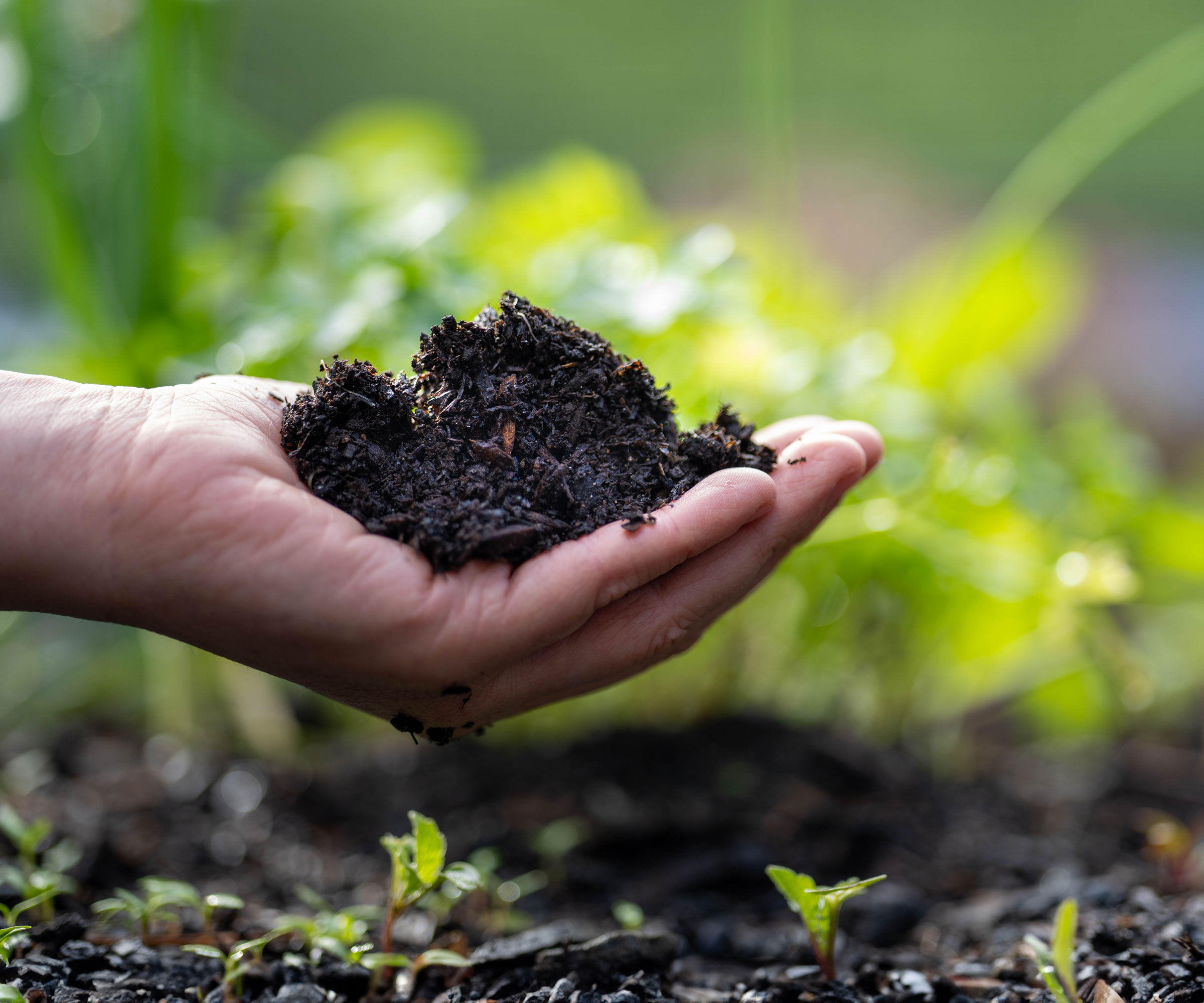 hand holding soil above garden soil with young seedlings growing