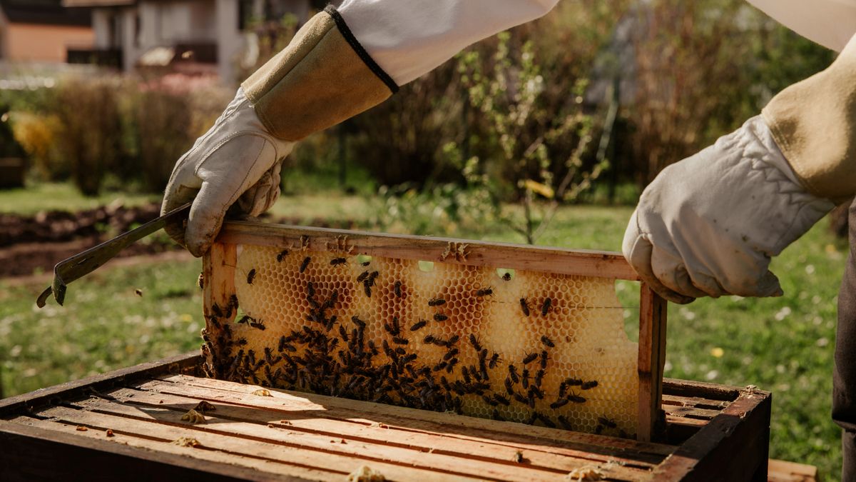 Madu lebah bisa menjadi kunci yang tidak mungkin untuk membuka era komputasi berikutnya