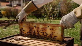 Bee Keeper with a Honeycomb